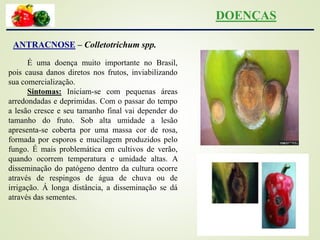 ANTRACNOSE – Colletotrichum spp.
É uma doença muito importante no Brasil,
pois causa danos diretos nos frutos, inviabilizando
sua comercialização.
Sintomas: Iniciam-se com pequenas áreas
arredondadas e deprimidas. Com o passar do tempo
a lesão cresce e seu tamanho final vai depender do
tamanho do fruto. Sob alta umidade a lesão
apresenta-se coberta por uma massa cor de rosa,
formada por esporos e mucilagem produzidos pelo
fungo. É mais problemática em cultivos de verão,
quando ocorrem temperatura e umidade altas. A
disseminação do patógeno dentro da cultura ocorre
através de respingos de água de chuva ou de
irrigação. Á longa distância, a disseminação se dá
através das sementes.
DOENÇAS
 