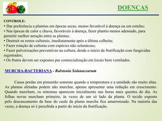 CONTROLE:
• Dar preferência a plantios em épocas secas, menos favorável à doença ou em estufas;
• Nas épocas de calor e chuva, favoráveis à doença, fazer plantio menos adensado, para
permitir melhor aeração entre as plantas;
• Destruir os restos culturais, imediatamente após a última colheita;
• Fazer rotação de culturas com espécies não solanáceas;
• Fazer pulverizações preventivas na cultura, desde o início da frutificação com fungicidas
registrados;
• Os frutos devem ser expostos par comercialização em locais bem ventilados.
MURCHA-BACTERIANA - Ralstonia Solanacearum
Causa perdas em pimentão somente quando a temperatura e a umidade são muito altas.
As plantas afetadas podem não murchar, apenas apresentar uma redução em crescimento.
Quando murcham, os sintomas aparecem inicialmente nas horas mais quentes do dia. As
folhas novas murcham primeiro, às vezes de um só lado da planta. O tecido exposto
pelo descascamento da base do caule da planta murcha fica amarronzado. Na maioria das
vezes, a doença só é percebida a partir do início da frutificação.
DOENÇAS
 
