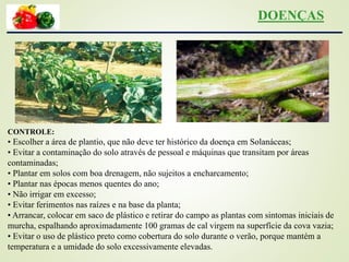CONTROLE:
• Escolher a área de plantio, que não deve ter histórico da doença em Solanáceas;
• Evitar a contaminação do solo através de pessoal e máquinas que transitam por áreas
contaminadas;
• Plantar em solos com boa drenagem, não sujeitos a encharcamento;
• Plantar nas épocas menos quentes do ano;
• Não irrigar em excesso;
• Evitar ferimentos nas raízes e na base da planta;
• Arrancar, colocar em saco de plástico e retirar do campo as plantas com sintomas iniciais de
murcha, espalhando aproximadamente 100 gramas de cal virgem na superfície da cova vazia;
• Evitar o uso de plástico preto como cobertura do solo durante o verão, porque mantém a
temperatura e a umidade do solo excessivamente elevadas.
DOENÇAS
 