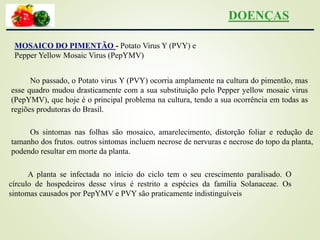 MOSAICO DO PIMENTÃO - Potato Virus Y (PVY) e
Pepper Yellow Mosaic Virus (PepYMV)
No passado, o Potato virus Y (PVY) ocorria amplamente na cultura do pimentão, mas
esse quadro mudou drasticamente com a sua substituição pelo Pepper yellow mosaic virus
(PepYMV), que hoje é o principal problema na cultura, tendo a sua ocorrência em todas as
regiões produtoras do Brasil.
Os sintomas nas folhas são mosaico, amarelecimento, distorção foliar e redução de
tamanho dos frutos. outros sintomas incluem necrose de nervuras e necrose do topo da planta,
podendo resultar em morte da planta.
A planta se infectada no início do ciclo tem o seu crescimento paralisado. O
círculo de hospedeiros desse vírus é restrito a espécies da família Solanaceae. Os
sintomas causados por PepYMV e PVY são praticamente indistinguíveis
DOENÇAS
 