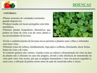 CONTROLE:
•Plantar sementes de variedades resistentes,
quando disponíveis;
•Produzir mudas em locais protegidos com telas
antiafídeos;
•Eliminar plantas hospedeiras alternativas que
podem ser fonte de vírus e/ou do vetor, dentro e
nas proximidades da lavoura;
•Evitar o estabelecimento de lavouras novas próximo a plantios mais velhos e infectados
com esses vírus;
•Eliminar restos de cultura, imediatamente, logo após a colheita, eliminando, dessa forma,
fontes do vírus e do vetor.
•O controle químico dos vetores, visando evitar ou reduzir a disseminação do vírus na área
de plantio não é eficiente no caso dos pulgões, devido à alta eficiência de transmissão do
vírus pelo vetor. Isto ocorre, por que os pulgões transmitem o vírus em poucos segundos e,
neste caso, a infecção da planta ocorre antes da ação do inseticida sobre o inseto.
DOENÇAS
 