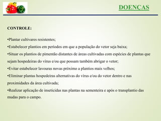 CONTROLE:
•Plantar cultivares resistentes;
•Estabelecer plantios em períodos em que a população do vetor seja baixa;
•Situar os plantios de pimentão distantes de áreas cultivadas com espécies de plantas que
sejam hospedeiras do vírus e/ou que possam também abrigar o vetor;
•Evitar estabelecer lavouras novas próximo a plantios mais velhos;
•Eliminar plantas hospedeiras alternativas do vírus e/ou do vetor dentro e nas
proximidades da área cultivada;
•Realizar aplicação de inseticidas nas plantas na sementeira e após o transplantio das
mudas para o campo.
DOENÇAS
 