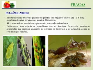 PRAGAS
PULGÕES (Afídeos)
• Também conhecidos como piolhos das plantas, são pequenos insetos (de 1 a 5 mm)
sugadores de seiva pertencentes a ordem Homoptera.
• São capazes de se multiplicar rapidamente, causando sérios danos.
• Estabelecem uma relação de mutualismo com as formigas, fornecendo substâncias
açucaradas que secretam enquanto as formigas os dispersam e os defendem contra os
seus inimigos naturais.
 