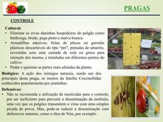 PRAGAS
CONTROLE
Cultural:
• Eliminar as ervas daninhas hospedeiras do pulgão como
beldroega, bredo, pega pinto e malva branca.
• Armadilhas adesivas, feitas de placas ou garrafas
plásticas descartáveis do tipo “pet”, pintadas de amarelo,
revestidas com uma camada de cola ou graxa para
retenção dos insetos, e instaladas em diferentes pontos do
cultivo.
• Podar e queimar as partes mais afetadas da planta.
Biológico: A ação dos inimigos naturais, sendo um dos
principais desta praga, os insetos da família Coccinellidae
conhecidos popularmente por joaninhas.
Defensivos:
• Não se recomenda a utilização de inseticidas para o controle,
por ser ineficiente para prevenir a disseminação da moléstia,
uma vez que os pulgões transmitem o vírus com uma simples
picada de prova. Mas, pode-se reduzir a disseminação com
defensivos naturais, como o óleo de Nim, por exemplo.
 
