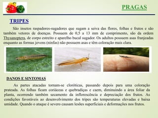 PRAGAS
TRIPES
São insetos raspadores-sugadores que sugam a seiva das flores, folhas e frutos e são
também vetores de doenças. Possuem de 0,5 a 13 mm de comprimento, são da ordem
Thysanoptera, de corpo estreito e aparelho bucal sugador. Os adultos possuem asas franjeadas
enquanto as formas jovens (ninfas) não possuem asas e têm coloração mais clara.
DANOS E SINTOMAS
As partes atacadas tornam-se cloróticas, passando depois para uma coloração
prateada. As folhas ficam coriáceas e quebradiças e caem, diminuindo a área foliar da
planta, ocorrendo também secamento da inflorescência e depreciação dos frutos. As
condições favoráveis ao desenvolvimento dos tripes são temperaturas elevadas e baixa
umidade. Quando o ataque é severo causam lesões superficiais e deformações nos frutos.
 