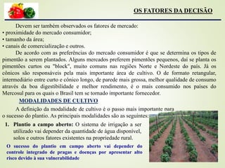 Devem ser também observados os fatores de mercado:
• proximidade do mercado consumidor;
• tamanho da área;
• canais de comercialização e outros.
De acordo com as preferências do mercado consumidor é que se determina os tipos de
pimentão a serem plantados. Alguns mercados preferem pimentões pequenos, daí se planta os
pimentões curtos ou "block", muito comuns nas regiões Norte e Nordeste do país. Já os
cônicos são responsáveis pela mais importante área de cultivo. O de formato retangular,
intermediário entre curto e cônico longo, de parede mais grossa, melhor qualidade de consumo
através da boa digestibilidade e melhor rendimento, é o mais consumido nos países do
Mercosul para os quais o Brasil tem se tornado importante fornecedor.
MODALIDADES DE CULTIVO
A definição da modalidade de cultivo é o passo mais importante para
o sucesso do plantio. As principais modalidades são as seguintes:
1. Plantio a campo aberto: O sistema de irrigação a ser
utilizado vai depender da quantidade de água disponível,
solos e outros fatores existentes na propriedade rural.
OS FATORES DA DECISÃO
O sucesso do plantio em campo aberto vai depender do
controle integrado de pragas e doenças por apresentar alto
risco devido à sua vulnerabilidade
 