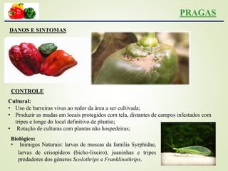 PRAGAS
DANOS E SINTOMAS
CONTROLE
Cultural:
• Uso de barreiras vivas ao redor da área a ser cultivada;
• Produzir as mudas em locais protegidos com tela, distantes de campos infestados com
tripes e longe do local definitivo de plantio;
• Rotação de culturas com plantas não hospedeiras;
Biológico:
• Inimigos Naturais: larvas de moscas da família Syrphidae,
larvas de crisopídeos (bicho-lixeiro), joaninhas e tripes
predadores dos gêneros Scolothrips e Franklinothrips.
 