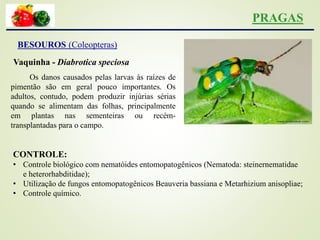 PRAGAS
BESOUROS (Coleopteras)
Vaquinha - Diabrotica speciosa
Os danos causados pelas larvas às raízes de
pimentão são em geral pouco importantes. Os
adultos, contudo, podem produzir injúrias sérias
quando se alimentam das folhas, principalmente
em plantas nas sementeiras ou recém-
transplantadas para o campo.
CONTROLE:
• Controle biológico com nematóides entomopatogênicos (Nematoda: steinernematidae
e heterorhabditidae);
• Utilização de fungos entomopatogênicos Beauveria bassiana e Metarhizium anisopliae;
• Controle químico.
 