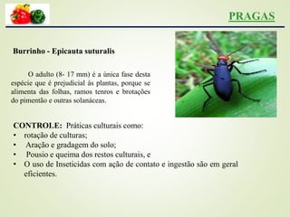 PRAGAS
CONTROLE: Práticas culturais como:
• rotação de culturas;
• Aração e gradagem do solo;
• Pousio e queima dos restos culturais, e
• O uso de Inseticidas com ação de contato e ingestão são em geral
eficientes.
Burrinho - Epicauta suturalis
O adulto (8- 17 mm) é a única fase desta
espécie que é prejudicial às plantas, porque se
alimenta das folhas, ramos tenros e brotações
do pimentão e outras solanáceas.
 