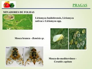 PRAGAS
MINADORES DE FOLHAS
Liriomyza huidobrensis, Liriomyza
sativae e Liriomyza spp.
Mosca branca - Bemisia sp.
Mosca-do-mediterrâneo -
Ceratitis capitata
 