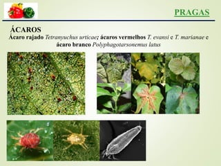 PRAGAS
ÁCAROS
Ácaro rajado Tetranyuchus urticae; ácaros vermelhos T. evansi e T. marianae e
ácaro branco Polyphagotarsonemus latus
 