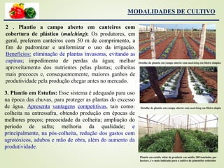 2 . Plantio a campo aberto em canteiros com
cobertura de plástico (mulching): Os produtores, em
geral, preferem canteiros com 50 m de comprimento, a
fim de padronizar e uniformizar o uso da irrigação.
Benefícios: eliminação de plantas invasoras, evitando as
capinas; impedimento de perdas da água; melhor
aproveitamento dos nutrientes pelas plantas; colheitas
mais precoces e, consequentemente, maiores ganhos de
produtividade pela produção chegar antes no mercado.
Detalhe do plantio em campo aberto com mulching em fileira simples
Detalhe do plantio em campo aberto com mulching em fileira dupla
3. Plantio em Estufas: Esse sistema é adequado para uso
na época das chuvas, para proteger as plantas do excesso
de água. Apresenta vantagens competitivas, tais como:
colheita na entressafra, obtendo produção em épocas de
melhores preços; precocidade da colheita; ampliação do
período de safra; melhoria da qualidade; e
principalmente, na pós-colheita, redução dos gastos com
agrotóxicos, adubos e mão de obra, além do aumento da
produtividade.
Plantio em estufa, além de produzir em média 180 toneladas por
hectare, é o mais indicado para o cultivo de pimentões coloridos
MODALIDADES DE CULTIVO
 