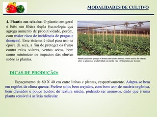 MODALIDADES DE CULTIVO
4. Plantio em telados: O plantio em geral
é feito em fileira dupla (tecnologia que
agrega aumento de produtividade, porém,
com maior risco de incidência de pragas e
doenças). Esse sistema é ideal para uso na
época da seca, a fim de proteger os frutos
contra raios solares, ventos secos, bem
como minimizar os impactos das chuvas
sobre as plantas. Plantio em telado protege os frutos contra raios solares, ventos secos e das chuvas
sobre as plantas; a produtividade em média é de 120 toneladas por hectare.
Espaçamento de 80 X 40 cm entre linhas e plantas, respectivamente. Adapta-se bem
em regiões de clima quente. Prefere solos bem arejados, com bom teor de matéria orgânica,
bem drenados e pouco ácidos, de textura média, podendo ser arenosos, dado que é uma
planta sensível à asfixia radicular.
DICAS DE PRODUÇÃO:
 