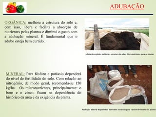 ADUBAÇÃO
MINERAL: Para fósforo e potássio dependerá
do nível de fertilidade do solo. Com relação ao
nitrogênio, de modo geral, recomenda-se 150
kg/ha. Os micronutrientes, principalmente: o
boro e o zinco, ficam na dependência do
histórico da área e da exigência da planta.
ORGÂNICA: melhora a estrutura do solo e,
com isso, libera e facilita a absorção de
nutrientes pelas plantas e diminui o gasto com
a adubação mineral. É fundamental que o
adubo esteja bem curtido.
Adubação orgânica melhora a estrutura do solo e libera nutrientes para as plantas
Adubação mineral disponibiliza nutrientes essenciais para o desenvolvimento das plantas
 