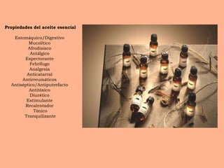 Propiedades del aceite esencial Estom á quico/Digestivo  Mucol í tico  Afrodis í aco  Ant á lgico  Expectorante  Febr í fugo  Analgesia  Anticatarral  Antirreum á ticos  Antis é ptico/Antiputrefacto  Antit ó xico  Diur é tico  Estimulante  Recalentador  T ó nico Tranquilizante 