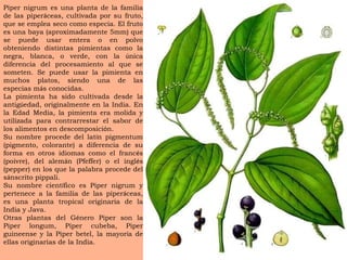 Piper nigrum es una planta de la familia de las piper á ceas, cultivada por su fruto, que se emplea seco como especia. El fruto es una baya (aproximadamente 5mm) que se puede usar entera o en polvo obteniendo distintas pimientas como la negra, blanca, o verde, con la  ú nica diferencia del procesamiento al que se someten. Se puede usar la pimienta en muchos platos, siendo una de las especias m á s conocidas. La pimienta ha sido cultivada desde la antig ü edad, originalmente en la India. En la Edad Media, la pimienta era molida y utilizada para contrarrestar el sabor de los alimentos en descomposici ó n. Su nombre procede del lat í n pigmentum (pigmento, colorante) a diferencia de su forma en otros idiomas como el franc é s (poivre), del alem á n (Pfeffer) o el ingl é s (pepper) en los que la palabra procede del s á nscrito pippali. Su nombre cient í fico es Piper nigrum y pertenece a la familia de las piper á ceas, es una planta tropical originaria de la India y Java. Otras plantas del G é nero Piper son la Piper longum, Piper cubeba, Piper guineense y la Piper betel, la mayor í a de ellas originarias de la India. 