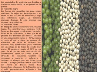 Las variedades de pimienta son debidas a la distinta maduraci ó n de los granos de la planta: La Pimienta Negra Las bayas son recogidas un poco rojas, maduras. Se dejan en fermentaci ó n y se secan al sol. La piel se endurece y coge una coloraci ó n negra. La pimienta adquiere despu é s de este proceso sus mejores caracter í sticas. La Pimienta Verde Es recogida antes de madurar con su piel tierna. No encontraremos pimienta verde fresca en los pa í ses occidentales. La mejor forma es la liofilizaci ó n, puesto que es el proceso m á s moderno que existe. Consiste en una congelaci ó n r á pida a  – 40°C, puesta en vac í o al que le sigue un proceso de absorci ó n del vapor en caliente por m é todos muy sofisticados, para terminar con una etapa de 20 horas de secado muy suave. El producto pierde el 90% de su peso. Es el proceso m á s espectacular de conservaci ó n. Tiene un aroma suave y afrutado. Se encuentra tambi é n en conserva, al natural, en salmuera y tambi é n en vinagre pero no tienen gran inter é s. La mejor pimienta verde liofilizada nos viene de Brasil donde han desarrollado el proceso de liofilizaci ó n para el caf é , posteriormente aplicado a las pimientas. 