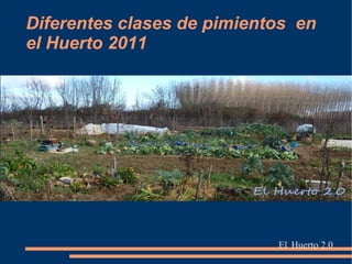 Diferentes clases de pimientos en
el Huerto 2011




                            El Huerto 2.0
 