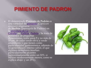  El denominado Pimiento de Padrón es
una variedad de pimiento (Capsicum
annuum) originaria
de Herbón (parroquia de Padrón) en
la provincia de La
Coruña, en Galicia (Padrón). Se trata de
pimientos de pequeñas
dimensiones, entre unos 5 y no más de
10 cm, de color verde oliva a verde
amarillento y que tienen como
particularidad gastronómica, además de
su generalizado intenso sabor, el que
algunos ejemplares resultan
particularmente picantes
(aproximadamente entre un 10% -o
incluso modernamente menos, como se
explica abajo- y un 25%).
 