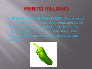 PIMIENTO DULCE ITALIANO. Se caracteriza
por producir frutos alargados, puntiagudos de
5 cm. de ancho y una longitud de 18 cm. De
carne delgada, sabor dulce, piel fina y color
verde brillante que se vuelve rojo en su total
madurez.
 