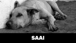 SAAI
https://www.flickr.com/photos/38272462@N05/4908650995
 