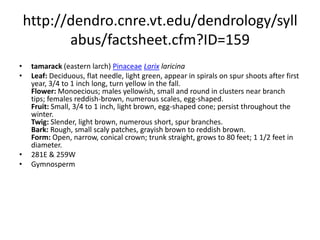 http://dendro.cnre.vt.edu/dendrology/syllabus/factsheet.cfm?ID=174subalpine firPinaceaeAbies lasiocarpaLeaf: Flattened needles, usually about 1 inch long, thickened in the middle, bluish white bloom on all surfaces; tips mostly rounded, but may be notched (or pointed near top of tree); spirally arranged but uniformly upswept; commonly have a manicured appearance. Flower: Monoecious; male cones bluish and borne beneath the leaves; female cones purple and borne upright near the top of the crown. Fruit: Cones are 2 to 4 inches long, cylindrical, slender, and borne upright on the twig (frequently in clusters); cone scales are deciduous, falling from the cone as seeds ripen; purple when mature. Twig: Stiff, orange-brown, and covered with round, flat leaf scars when needles fall. Buds are small, rounded, and covered with pitch; terminal buds usually occur in clusters of three or more. Bark: When young, grayish green and covered with resin blisters; later turning gray to white, unbroken except near base of large trees. Resin pockets scattered throughout inner bark. Form: When mature 40 to 100 feet tall and 1 to 2 feet in diameter. Very narrow crown of dense foliage; often spire-like with branches to the ground.  253WGymnosperm
