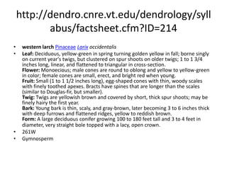 http://dendro.cnre.vt.edu/dendrology/syllabus/factsheet.cfm?ID=159tamarack (eastern larch) PinaceaeLarix laricinaLeaf: Deciduous, flat needle, light green, appear in spirals on spur shoots after first year, 3/4 to 1 inch long, turn yellow in the fall. Flower: Monoecious; males yellowish, small and round in clusters near branch tips; females reddish-brown, numerous scales, egg-shaped. Fruit: Small, 3/4 to 1 inch, light brown, egg-shaped cone; persist throughout the winter. Twig: Slender, light brown, numerous short, spur branches. Bark: Rough, small scaly patches, grayish brown to reddish brown. Form: Open, narrow, conical crown; trunk straight, grows to 80 feet; 1 1/2 feet in diameter.  281E & 259WGymnosperm