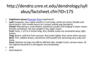 http://dendro.cnre.vt.edu/dendrology/syllabus/factsheet.cfm?ID=214western larchPinaceaeLarix occidentalis Leaf: Deciduous, yellow-green in spring turning golden yellow in fall; borne singly on current year's twigs, but clustered on spur shoots on older twigs; 1 to 1 3/4 inches long, linear, and flattened to triangular in cross-section. Flower: Monoecious; male cones are round to oblong and yellow to yellow-green in color; female cones are small, erect, and bright red when young. Fruit: Small (1 to 1 1/2 inches long), egg-shaped cones with thin, woody scales with finely toothed apexes. Bracts have spines that are longer than the scales (similar to Douglas-fir, but smaller). Twig: Twigs are yellowish brown and covered by short, thick spur shoots; may be finely hairy the first year. Bark: Young bark is thin, scaly, and gray-brown, later becoming 3 to 6 inches thick with deep furrows and flattened ridges, yellow to reddish brown. Form: A large deciduous conifer growing 100 to 180 feet tall and 3 to 4 feet in diameter, very straight bole topped with a lacy, open crown.  261WGymnosperm