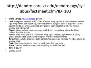 http://dendro.cnre.vt.edu/dendrology/syllabus/factsheet.cfm?ID=175Engelmann sprucePinaceaePicea engelmanniiLeaf: Evergreen, four-sided needles (1 inch long), which are sharp, flexible and bluish green. Each needle borne on a raised, woody peg (sterigma). Flower: Monoecious; male flowers cylindrical, purple and hanging in lower crown, females cylindrical, red and upright in the upper crown. Fruit: Cone, 1 1/2 to 3 inches long, thin, flexible scales are somewhat wavy, light brown. Twig: Brown, with fine hairs present. Bud scales tighter than some other spruces. Bark: Thin, reddish brown, sometimes with purple tint, becoming very scaly and loose. Form: Medium to large tree (80 to 100 feet tall), straight trunk, narrow crown. At the highest elevations it will appear very windswept.   263EGymnosperm