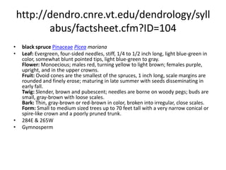 http://dendro.cnre.vt.edu/dendrology/syllabus/factsheet.cfm?ID=103white sprucePinaceaePicea glaucaLeaf: Evergreen needles, stiff, 1/3 to 3/4 inch long, square in cross section, needle tips are pointed but not sharp, when crushed a pungent odor is apparent (some say similar to cat urine), green to gray-green. Each needle borne on a raised, woody peg (sterigma). Flower: Monoecious; males emerge reddish but turn yellow when shedding pollen; females purple. Fruit: Cones are 1 1/2 to 2 1/2 inches long, cigar shaped, light brown in color, scales are rounded with entire margins, mature in late summer. Twig: Slender, light brown or pale, sometimes glaucous, hairless. Needles borne on woody pegs. Bark: Thin, gray-brown in color, smooth, later flaky or scaly. Form: Conical, medium sized trees reaching up to 90 feet tall.  283E & 264WGymnosperm
