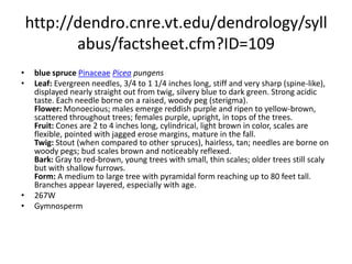 http://dendro.cnre.vt.edu/dendrology/syllabus/factsheet.cfm?ID=104black sprucePinaceaePicea marianaLeaf: Evergreen, four-sided needles, stiff, 1/4 to 1/2 inch long, light blue-green in color, somewhat blunt pointed tips, light blue-green to gray. Flower: Monoecious; males red, turning yellow to light brown; females purple, upright, and in the upper crowns. Fruit: Ovoid cones are the smallest of the spruces, 1 inch long, scale margins are rounded and finely erose; maturing in late summer with seeds disseminating in early fall. Twig: Slender, brown and pubescent; needles are borne on woody pegs; buds are small, gray-brown with loose scales. Bark: Thin, gray-brown or red-brown in color, broken into irregular, close scales. Form: Small to medium sized trees up to 70 feet tall with a very narrow conical or spire-like crown and a poorly pruned trunk.   284E & 265WGymnosperm