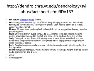 http://dendro.cnre.vt.edu/dendrology/syllabus/factsheet.cfm?ID=109blue sprucePinaceaePicea pungensLeaf: Evergreen needles, 3/4 to 1 1/4 inches long, stiff and very sharp (spine-like), displayed nearly straight out from twig, silvery blue to dark green. Strong acidic taste. Each needle borne on a raised, woody peg (sterigma). Flower: Monoecious; males emerge reddish purple and ripen to yellow-brown, scattered throughout trees; females purple, upright, in tops of the trees. Fruit: Cones are 2 to 4 inches long, cylindrical, light brown in color, scales are flexible, pointed with jagged erose margins, mature in the fall. Twig: Stout (when compared to other spruces), hairless, tan; needles are borne on woody pegs; bud scales brown and noticeably reflexed. Bark: Gray to red-brown, young trees with small, thin scales; older trees still scaly but with shallow furrows. Form: A medium to large tree with pyramidal form reaching up to 80 feet tall. Branches appear layered, especially with age.  267WGymnosperm