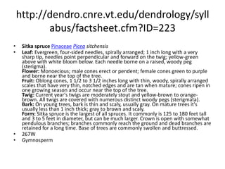 http://dendro.cnre.vt.edu/dendrology/syllabus/factsheet.cfm?ID=137red sprucePinaceaePicea rubensLeaf: Evergreen needles, 1/2 to 5/8 inch long, sharply pointed and four-sided, tending to curve upwards, shiny yellow-green. Each needle borne on a raised, woody peg (sterigma). Flower: Monoecious; males cylindrical reddish but turning yellow-brown; females purplish green. Fruit: Chestnut brown ovoid cone, 1 to 1 1/2 inches long, cone scale margins entire; seed disseminated in the fall and cones tend to drop their first winter. Twig: Orangish brown, finely hairy (may need a hand lens); as with all spruces, needleless twigs covered by short sterigmata (short pegs); buds orange-brown, small with loose scales. Bark: Grayish brown on surface, more reddish brown beneath with irregular, fine flaky patches. Form: Upright and straight, with a narrow crown; reaching a height of 60 to 80 feet and a diameter of 1 to 2 feet.  285EGymnosperm