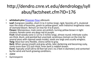http://dendro.cnre.vt.edu/dendrology/syllabus/factsheet.cfm?ID=223Sitka sprucePinaceaePiceasitchensis