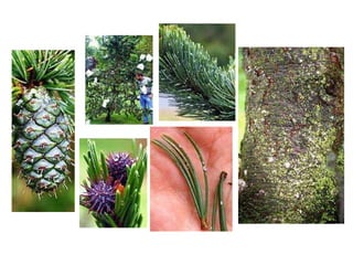 Leaf: Evergreen, four-sided needles, spirally arranged; 1 inch long with a very sharp tip, needles point perpendicular and forward on the twig; yellow-green above with white bloom below. Each needle borne on a raised, woody peg (sterigma). Flower:Monoecious; male cones erect or pendent; female cones green to purple and borne near the top of the tree. Fruit: Oblong cones, 1 1/2 to 3 1/2 inches long with thin, woody, spirally arranged scales that have very thin, notched edges and are tan when mature; cones ripen in one growing season and occur near the top of the tree. Twig: Current year's twigs are moderately stout and yellow-brown to orange-brown. All twigs are covered with numerous distinct woody pegs (sterigmata). Bark: On young trees, bark is thin and scaly, usually gray. On mature trees it's usually less than 1 inch thick; gray to brown and scaly. Form: Sitka spruce is the largest of all spruces. It commonly is 125 to 180 feet tall and 3 to 5 feet in diameter, but can be much larger. Crown is open with somewhat pendulous branches; branches commonly reach the ground and dead branches are retained for a long time. Base of trees are commonly swollen and buttressed.  