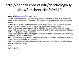 http://dendro.cnre.vt.edu/dendrology/syllabus/factsheet.cfm?ID=119balsam firPinaceaeAbies balsamea Leaf: Flattened needles, 3/4 inch long, blunt or notched at end, may be shorter and sharper pointed on upper branches, shiny dark green above and silvery-blue below. Flower: Monoecious; males occur on undersides of leaf axils, purple to yellow-brown; females occur in upper crown, are purple and inconspicuous. Fruit: Resinous cones are upright, 2 to 3 1/2 inches long, oblong to cylindrical, green with purple tinge, with bracts shorter than the scales; scales are deciduous with seed dispersal in late summer. Twig: Yellow-green, later turning gray; buds are reddish brown and resin covered; leaf scars are flat and rounded. Bark: Shiny silvery gray-brown, smooth except for numerous, raised resin blisters; largest stems may become a bit scaly. Form: Balsam fir is a small to medium sized tree reaching 80 feet tall with a very narrow, spire-like crown.  277EGymnosperm
