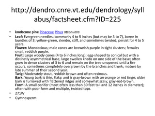 http://dendro.cnre.vt.edu/dendrology/syllabus/factsheet.cfm?ID=176whitebark pinePinaceaePinus albicaulisLeaf: Evergreen needles, short (1 to 3 inches long), rigid, fascicles of 5, clustered near the ends of branches, green to yellow-green, with indistinct lengthwise rows of stomatal bloom. Remain on tree for 4 to 8 years. Flower: Monoecious; male cones are pinkish, turning yellow-brown in tight clusters; female cones are deep red to purple. Fruit: Small woody cone (1 1/2 to 3 inches long), almost round; imbricate scales are thick, blunt, and pointed but unarmed; serotinous (remain on the tree for several years with ripened seeds inside); seeds are large and usually wingless. Twig: Stout but very flexible, silvery-white to gray. Bark: When young smooth and gray-white, later darkening and becoming scaly, rarely more than 1/2 inch thick; inner bark is reddish brown. Form: Typically small (20 to 50 feet tall and 1 to 2 feet in diameter) and contorted by the wind and harsh growing conditions.    268WGymnosperm