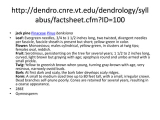 http://dendro.cnre.vt.edu/dendrology/syllabus/factsheet.cfm?ID=224Rocky Mountain bristlecone pinePinaceaePinus aristataLeaf: Evergreen needles, short (1 to 1 1/2 inches long), curved, fascicles of 5, dark green but usually covered with white dots of dried resin. Remain on tree for 10-17 years, giving a bushy appearance that resembles a fox's tail. Flower: Monoecious; male cones small, dark orange and often clustered near the ends of branches; female cones occur singly or in pairs near the ends of branches. Fruit: Moderate sized woody cone (about 3 inches long) with a short stalk; imbricate scales are thickened and tipped with a long bristle, giving rise to its common name; seeds are winged. Twig: Orange-brown when young but darkening with age. Bark: Young bark is thin, smooth, and gray-white later becoming furrowed and reddish brown. Old trees on harsh, windy sites may have only a few strands of bark remaining in crevices where it is protected from sandblasting winds. Form: Typically small (may reach 50 feet) and contorted by the wind and harsh growing conditions, grows very slowly.  269WGymnosperm