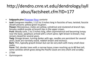 http://dendro.cnre.vt.edu/dendrology/syllabus/factsheet.cfm?ID=225knobcone pinePinaceaePinus attenuataLeaf: Evergreen needles, commonly 4 to 5 inches (but may be 3 to 7), borne in bundles of 3; yellow-green, slender, stiff, and sometimes twisted; persist for 4 to 5 years. Flower: Monoecious; male cones are brownish purple in tight clusters; females small, reddish purple. Fruit: Large woody cones (4 to 6 inches long); egg-shaped to conical but with a distinctly asymmetrical base, large swollen knobs on one side of the base; often grow in dense clusters of 3 to 6 and remain on the tree unopened until a fire occurs; sometimes completely overgrown by the branches and trunk; mature by late summer of their second year. Twig: Moderately stout, reddish brown and often resinous. Bark: Young bark is thin, flaky, and is gray-brown with an orange or red tinge; older bark is furrowed with flattened ridges and somewhat scaly; gray-red-brown. Form: A small conifer (most often less than 50 feet tall and 12 inches in diameter); often with poor form and multiple, twisted tops.  271WGymnosperm