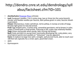 http://dendro.cnre.vt.edu/dendrology/syllabus/factsheet.cfm?ID=100jack pinePinaceaePinus banksianaLeaf: Evergreen needles, 3/4 to 1 1/2 inches long, two twisted, divergent needles per fascicle, fascicle sheath is present but short; yellow-green in color. Flower: Monoecious; males cylindrical, yellow-green, in clusters at twig tips; females oval, reddish. Fruit: Serotinous, persistenting on the tree for several years; 1 1/2 to 2 inches long, curved, light brown but graying with age; apophysis round and umbo armed with a small prickle. Twig: Yellow to greenish brown when young, turning gray-brown with age, very resinous, narrowly ovoid buds. Bark: At first dark and scaly, the bark later develops scaly ridges. Form: A small to medium sized tree up to 80 feet tall, with a small, irregular crown. Dead branches self-prune poorly. Cones are retained for several years, resulting in a coarse appearance.  286EGymnosperm