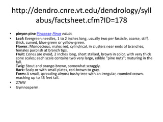 http://dendro.cnre.vt.edu/dendrology/syllabus/factsheet.cfm?ID=177lodgepole pinePinaceaePinus contortaLeaf: Evergreen needles, 1 1/2 to 3 inches long in fascicles of two, twisted, fascicle sheath present; yellow-green to green. Flower: Monoecious; males are yellow, cylindrical and clustered at branch tips; females reddish purple at branch tips in the upper crown. Fruit: Woody cone, 1 to 2 inches long, often asymmetrical and becoming lumpy near the base, apophysis armed with a short spine; light brown to brown; may remain closed for several years. Twig: Orange-brown, turning darker with age, needles are persistent for several years; buds are narrowly ovoid, reddish brown and resinous. Bark: Thin, typically grayish brown but can be very dark with many small close scales. Form: Tall, slender trees with a narrow loose crown reaching up to 80 feet tall; some varieties which grow along the Pacific Coast are very short and scrubby.  273WGymnosperm