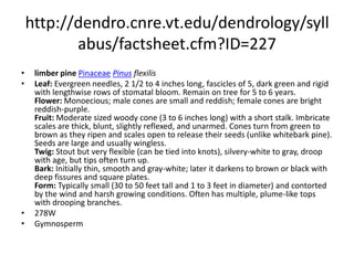 http://dendro.cnre.vt.edu/dendrology/syllabus/factsheet.cfm?ID=101shortleaf pinePinaceaePinus echinataLeaf: Evergreen needles, 3 to 5 inches long, two or three (on the same branch), slender and flexible needles per fascicle, dark yellow-green in color, fascicle sheath is persistent. Flower: Monoecious; males cylindrical, red to yellow, in clumps at ends of twigs; females light green to red and armed. Fruit: Egg-shaped cone, 2 inches long, somewhat persistent; red to brown in color, umbo is armed with a small prickle, maturing in fall; scales stay relatively flexible. Twig: Green and purple when young, later turning red-brown. Bark: Scaly and dark on young trees, eventually developing flat, scaly plates; very small (pencil point) resin pockets or "Volcanoes" may be apparent. Form: A medium to large tree with a straight, well pruned trunk, able to reach over 100 feet tall; typically has a small, open, pyramidal crown.  287EGymnosperm