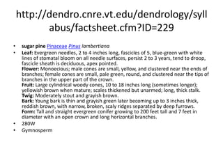 http://dendro.cnre.vt.edu/dendrology/syllabus/factsheet.cfm?ID=178pinyon pinePinaceaePinus edulisLeaf: Evergreen needles, 1 to 2 inches long, usually two per fascicle, coarse, stiff, thick, curved, blue-green or yellow-green. Flower: Monoecious; males red, cylindrical, in clusters near ends of branches; females purplish at branch tips. Fruit: Cones are ovoid, 2 inches long, short stalked, brown in color, with very thick cone scales; each scale contains two very large, edible "pine nuts"; maturing in the fall. Twig: Stout and orange-brown, somewhat scraggly. Bark: Scaly or with small plates, red-brown to gray. Form: A small, spreading almost bushy tree with an irregular, rounded crown. reaching up to 45 feet tall.  276WGymnosperm