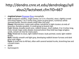 http://dendro.cnre.vt.edu/dendrology/syllabus/factsheet.cfm?ID=227limber pinePinaceaePinus flexilisLeaf: Evergreen needles, 2 1/2 to 4 inches long, fascicles of 5, dark green and rigid with lengthwise rows of stomatal bloom. Remain on tree for 5 to 6 years. Flower: Monoecious; male cones are small and reddish; female cones are bright reddish-purple. Fruit: Moderate sized woody cone (3 to 6 inches long) with a short stalk. Imbricate scales are thick, blunt, slightly reflexed, and unarmed. Cones turn from green to brown as they ripen and scales open to release their seeds (unlike whitebark pine). Seeds are large and usually wingless. Twig: Stout but very flexible (can be tied into knots), silvery-white to gray, droop with age, but tips often turn up. Bark: Initially thin, smooth and gray-white; later it darkens to brown or black with deep fissures and square plates. Form: Typically small (30 to 50 feet tall and 1 to 3 feet in diameter) and contorted by the wind and harsh growing conditions. Often has multiple, plume-like tops with drooping branches.  278WGymnosperm