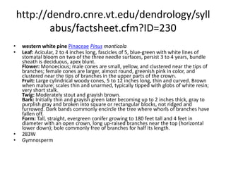 http://dendro.cnre.vt.edu/dendrology/syllabus/factsheet.cfm?ID=229sugar pinePinaceaePinus lambertianaLeaf: Evergreen needles, 2 to 4 inches long, fascicles of 5, blue-green with white lines of stomatal bloom on all needle surfaces, persist 2 to 3 years, tend to droop, fascicle sheath is deciduous, apex pointed. Flower: Monoecious; male cones are small, yellow, and clustered near the ends of branches; female cones are small, pale green, round, and clustered near the tips of branches in the upper part of the crown. Fruit: Large cylindrical woody cones, 10 to 18 inches long (sometimes longer); yellowish brown when mature; scales thickened but unarmed; long, thick stalk. Twig: Moderately stout and grayish brown. Bark: Young bark is thin and grayish green later becoming up to 3 inches thick, reddish brown, with narrow, broken, scaly ridges separated by deep furrows. Form: Tall and straight evergreen conifer growing to 200 feet tall and 7 feet in diameter with an open crown and long horizontal branches.  280WGymnosperm