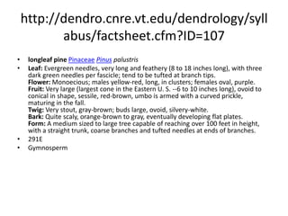 http://dendro.cnre.vt.edu/dendrology/syllabus2/factsheet.cfm?ID=667singleleaf pinyonPinaceaePinus monophyllaLeaf: Evergreen needles, single (rarely 2 or 3 in a fascicle), stout, slightly curved and sharp-tipped, 1 to 2 inches long, green to gray-green, numerous white stomatal bands; fascicle sheath sheds after first year. Flower: Monoecious; males pale yellow, cylindrical in tight clusters at ends of branches; females purplish, in small group at branch tips. Fruit: Woody, broadly ovoid cone, reddish brown, short stalked, 2 to 3 inches long, thick, broad, large scales deeply recessed where they held two large wingless seeds, remain on tree for many years. Twig: Moderate to stout, light reddish brown; buds pointed, ovoid, light reddish brown. Bark: Initially smooth and light gray, developing reddish brown furrows and dark gray scaly ridges. Form: A small tree to 40 feet, often with several twisted trunks, branching low and a broad crown.  282WGymnosperm