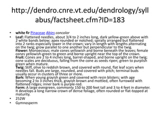 http://dendro.cnre.vt.edu/dendrology/syllabus/factsheet.cfm?ID=183white firPinaceaeAbiesconcolor
