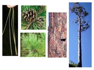 Leaf: Acicular, 2 to 4 inches long, fascicles of 5, blue-green with white lines of stomatal bloom on two of the three needle surfaces, persist 3 to 4 years, bundle sheath is deciduous, apex blunt. Flower:Monoecious; male cones are small, yellow, and clustered near the tips of branches; female cones are larger, almost round, greenish pink in color, and clustered near the tips of branches in the upper parts of the crown. Fruit: Large cylindrical woody cones, 5 to 12 inches long, thin and curved. Brown when mature; scales thin and unarmed, typically tipped with globs of white resin; very short stalk. Twig: Moderately stout and grayish brown. Bark: Initially thin and grayish green later becoming up to 2 inches thick, gray to purplish gray and broken into square or rectangular blocks, not ridged and furrowed. Dark bands commonly encircle the tree where whorls of branches have fallen off. Form: Tall, straight, evergreen conifer growing to 180 feet tall and 4 feet in diameter with an open crown, long up-raised branches near the top (horizontal lower down); bole commonly free of branches for half its length.  