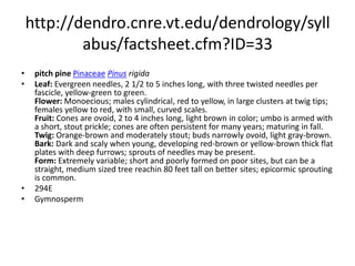 http://dendro.cnre.vt.edu/dendrology/syllabus/factsheet.cfm?ID=107longleaf pinePinaceaePinus palustrisLeaf: Evergreen needles, very long and feathery (8 to 18 inches long), with three dark green needles per fascicle; tend to be tufted at branch tips. Flower: Monoecious; males yellow-red, long, in clusters; females oval, purple. Fruit: Very large (largest cone in the Eastern U. S. --6 to 10 inches long), ovoid to conical in shape, sessile, red-brown, umbo is armed with a curved prickle, maturing in the fall. Twig: Very stout, gray-brown; buds large, ovoid, silvery-white. Bark: Quite scaly, orange-brown to gray, eventually developing flat plates. Form: A medium sized to large tree capable of reaching over 100 feet in height, with a straight trunk, coarse branches and tufted needles at ends of branches.  291EGymnosperm