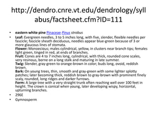 http://dendro.cnre.vt.edu/dendrology/syllabus/factsheet.cfm?ID=108ponderosa pinePinaceaePinus ponderosaLeaf: Evergreen, 5 to 10 inches long, with three (sometimes 2) tough, yellow-green needles per fascicle. When crushed, needles have a turpentine odor sometimes reminiscent of citrus. Flower: Monoecious; males yellow-red, cylindrical, in clusters near ends of branches; females reddish at branch tips. Fruit: Cones are ovoid, 3 to 6 inches long, sessile, red-brown in color, armed with a slender prickle, maturing late summer. Twig: Stout, orange in color, turning black. Buds often covered with resin. Bark: Very dark (nearly black) on young trees, developing cinnamon colored plates and deep furrows. Form: A large tree with an irregular crown, eventually developing a flat top or short conical crown. Ponderosa pine self-prunes well and develops a clear bole.  286WGymnosperm